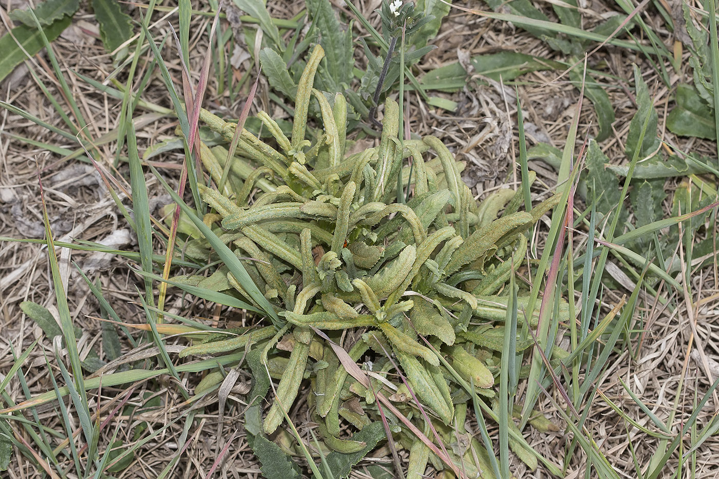 Изображение особи семейство Asteraceae.