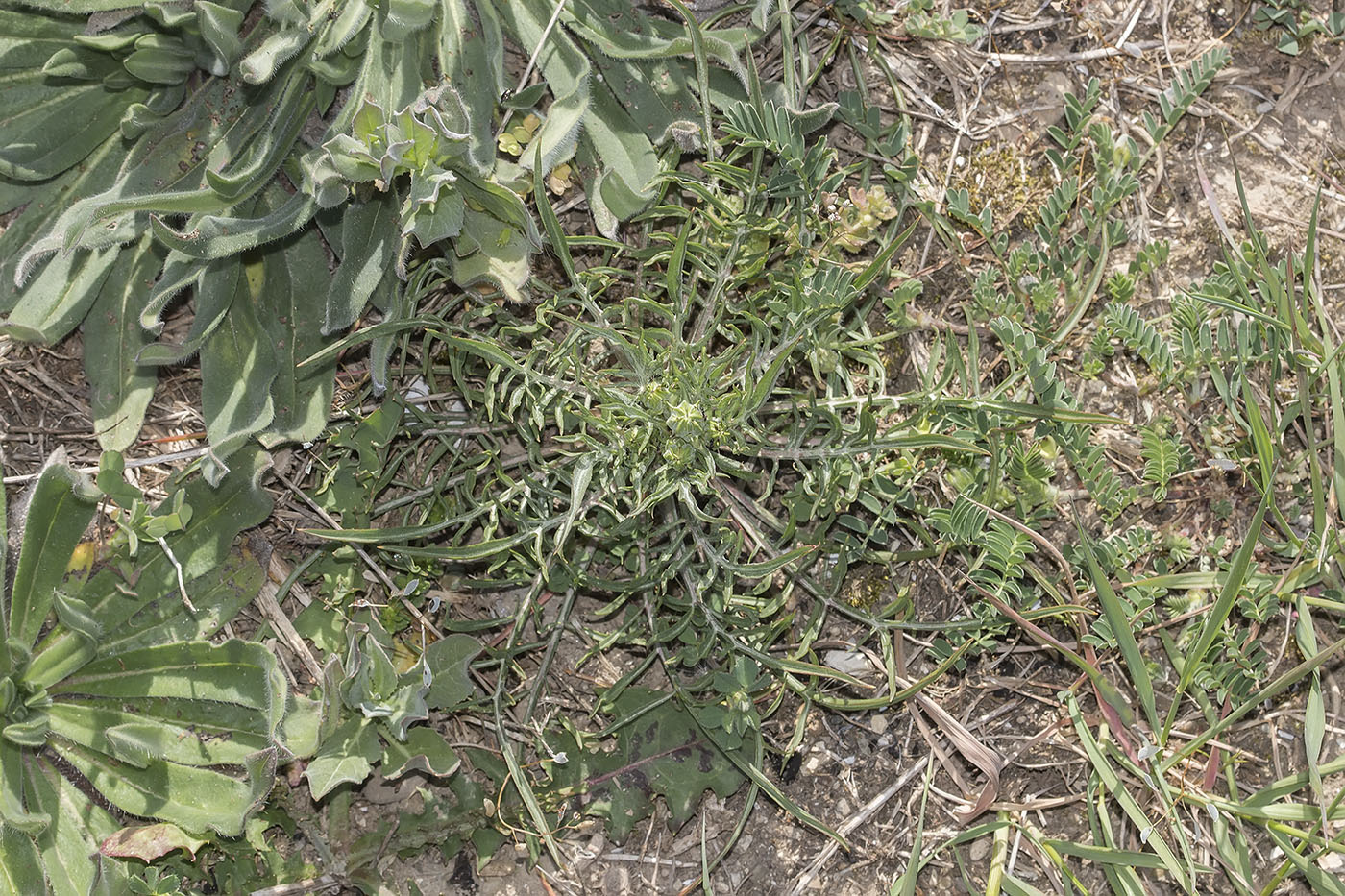 Image of Scorzonera laciniata specimen.