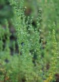 Artemisia obtusiloba