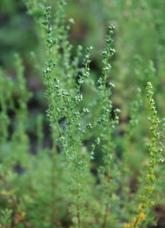 Image of Artemisia obtusiloba specimen.