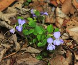 Viola sacchalinensis