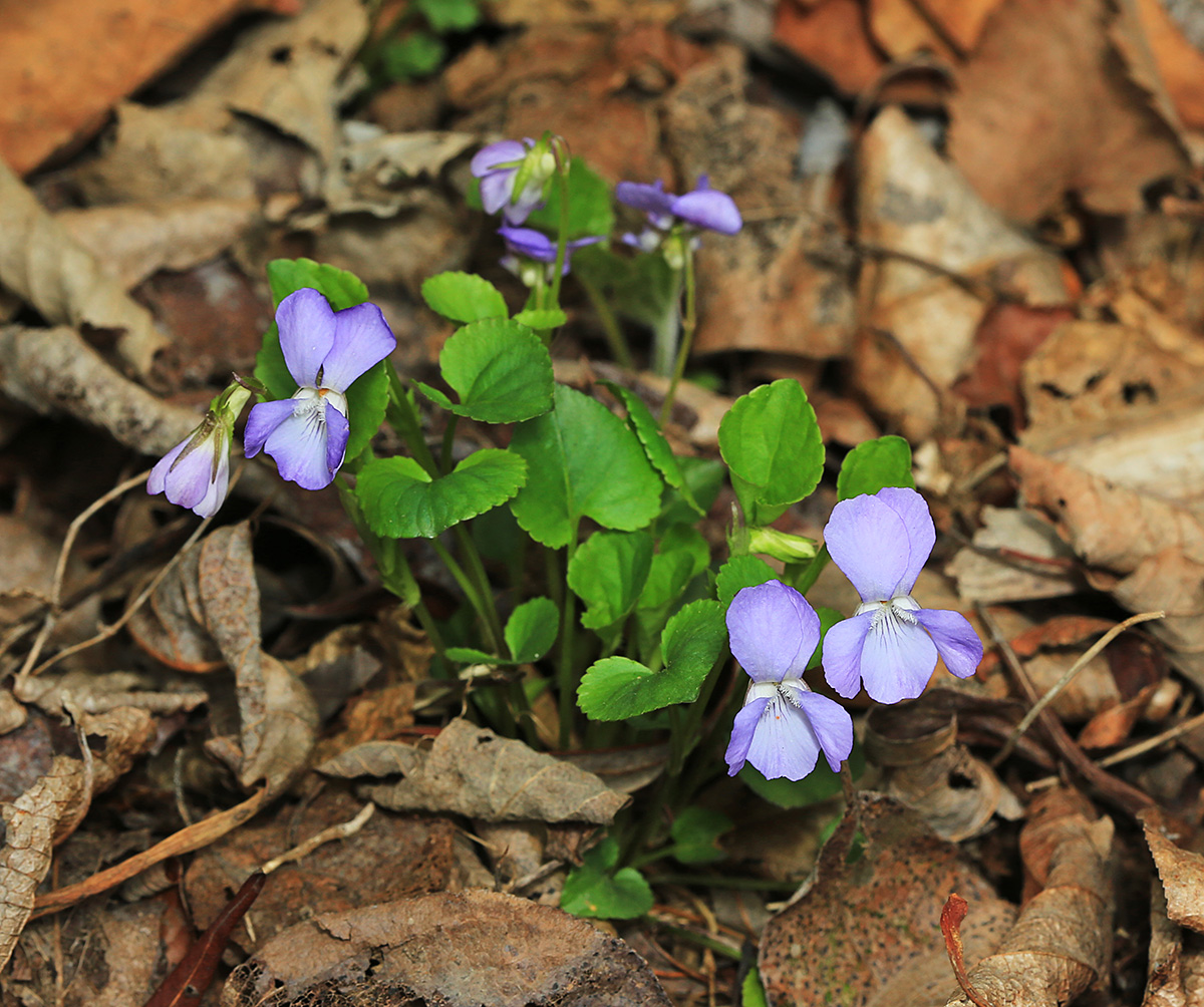 Изображение особи Viola sacchalinensis.