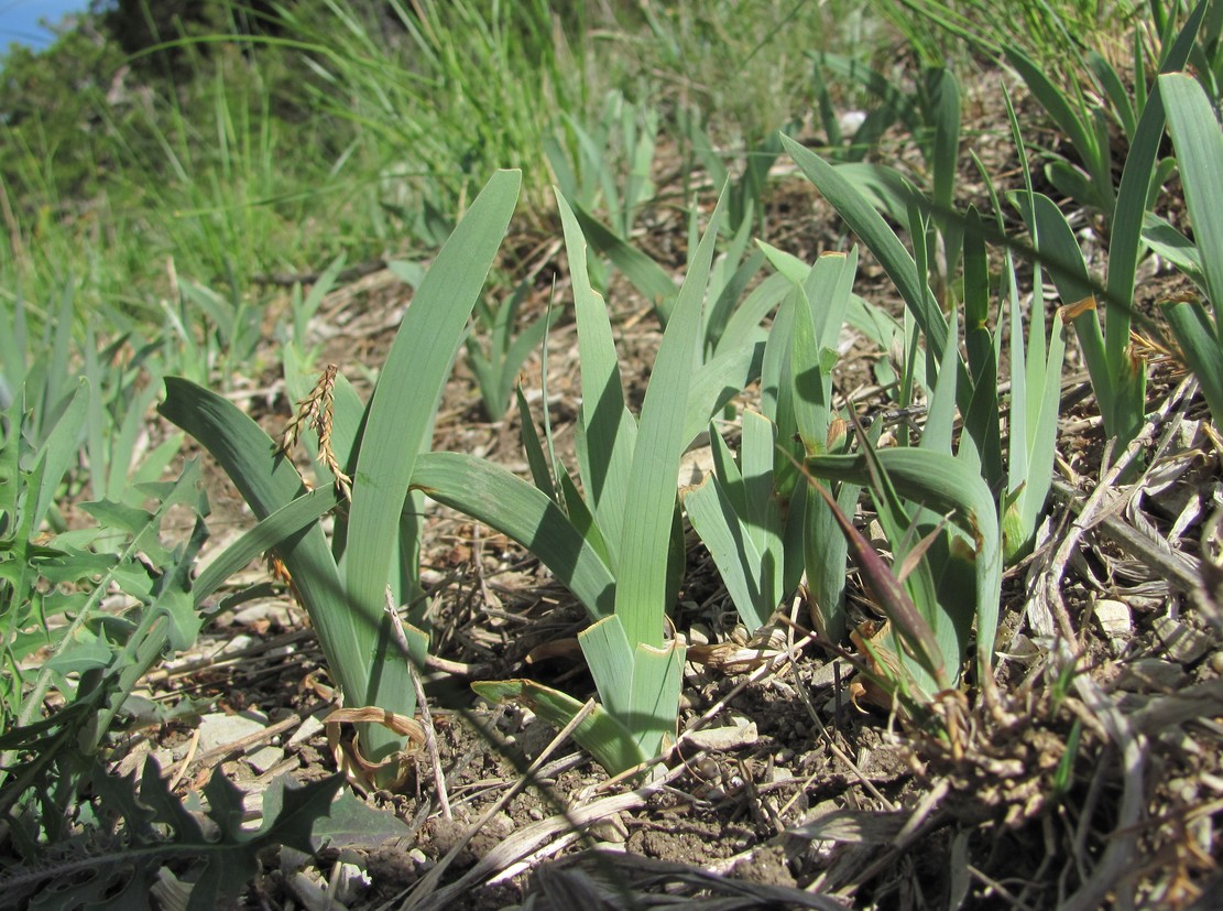 Image of genus Iris specimen.