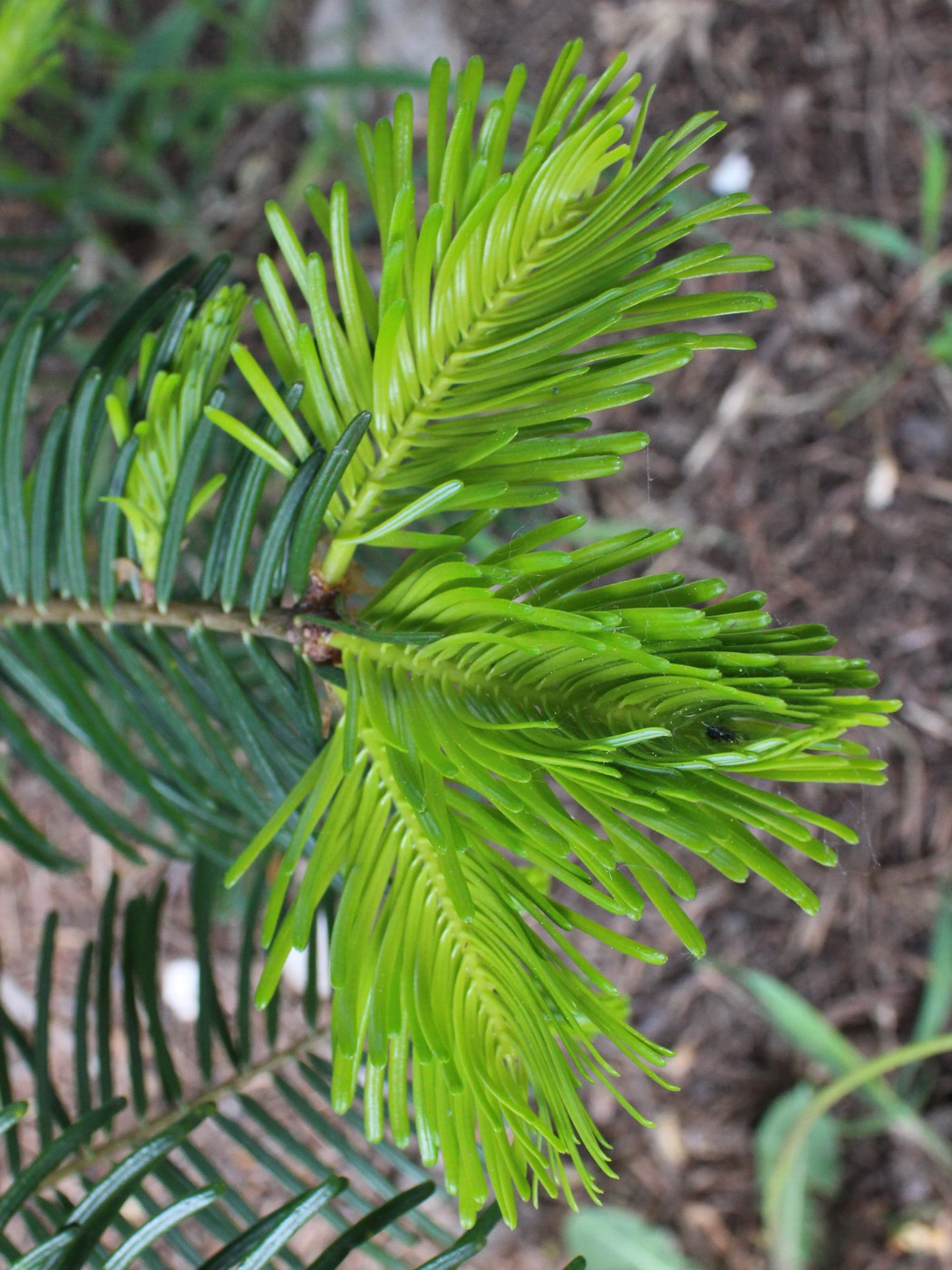 Image of genus Abies specimen.