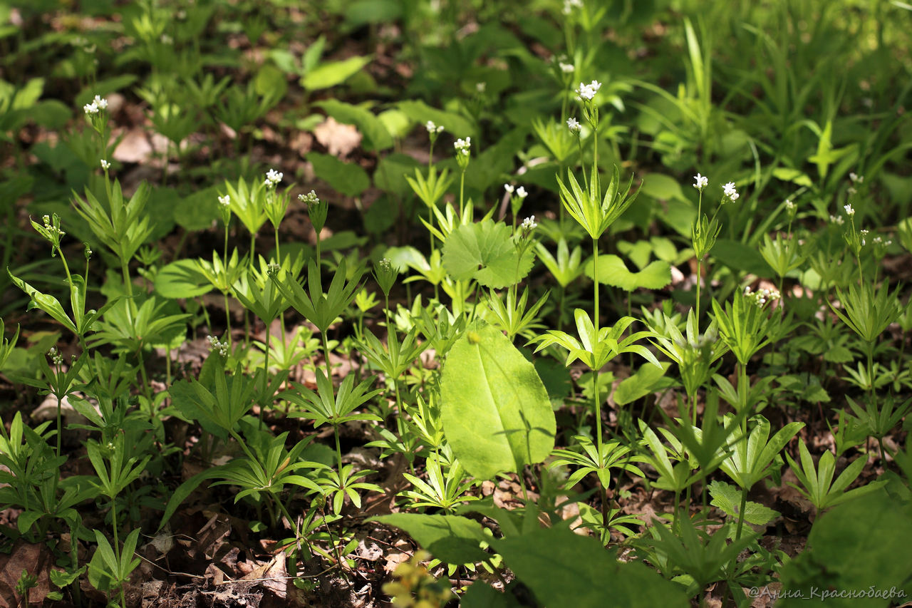 Image of Galium odoratum specimen.