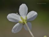 Moehringia lateriflora. Верхушка побега с цветком (вид со стороны чашечки). Приморский край, окр. пос. Дунай, поляна на вершине небольшой сопки. 31.05.2020.