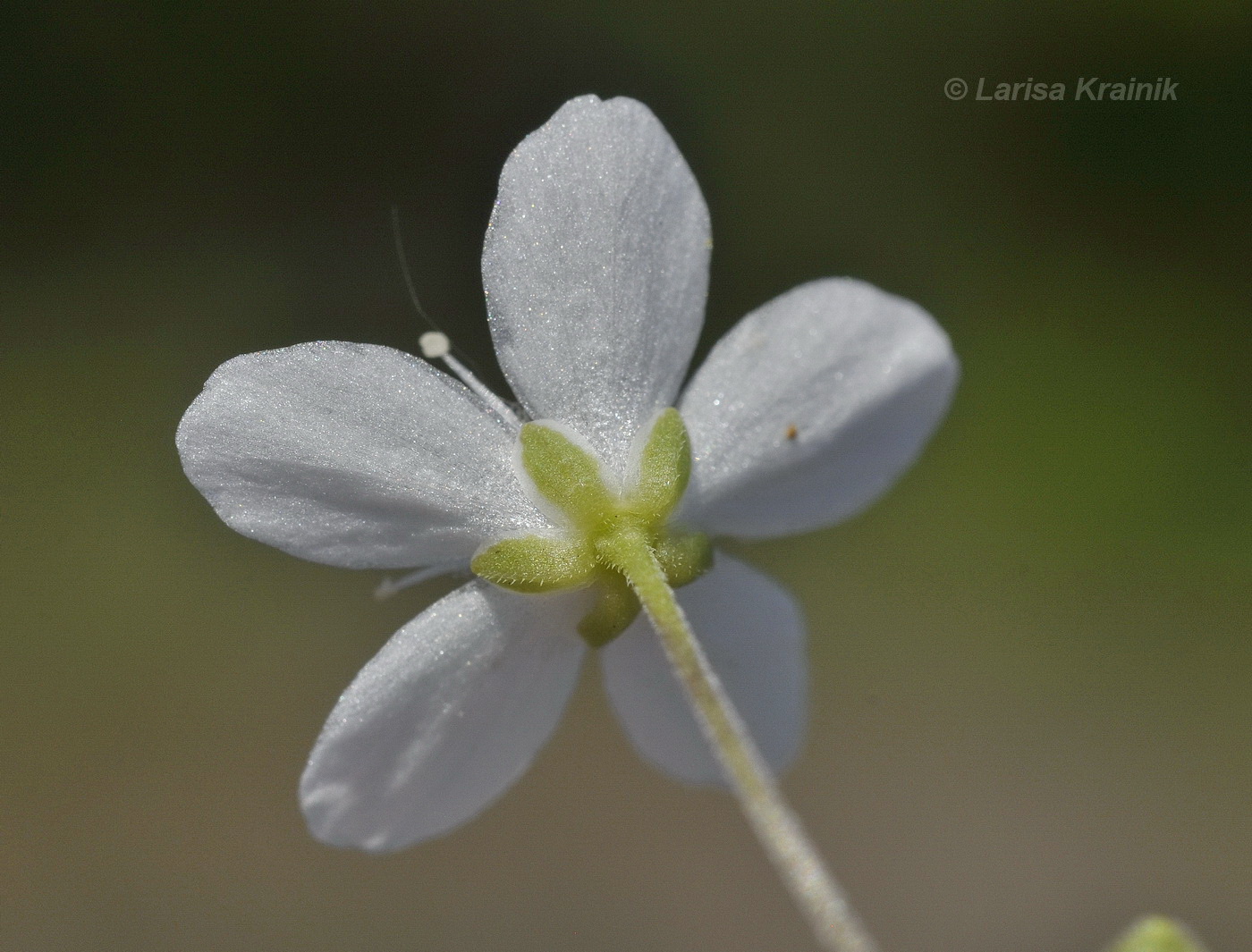 Изображение особи Moehringia lateriflora.