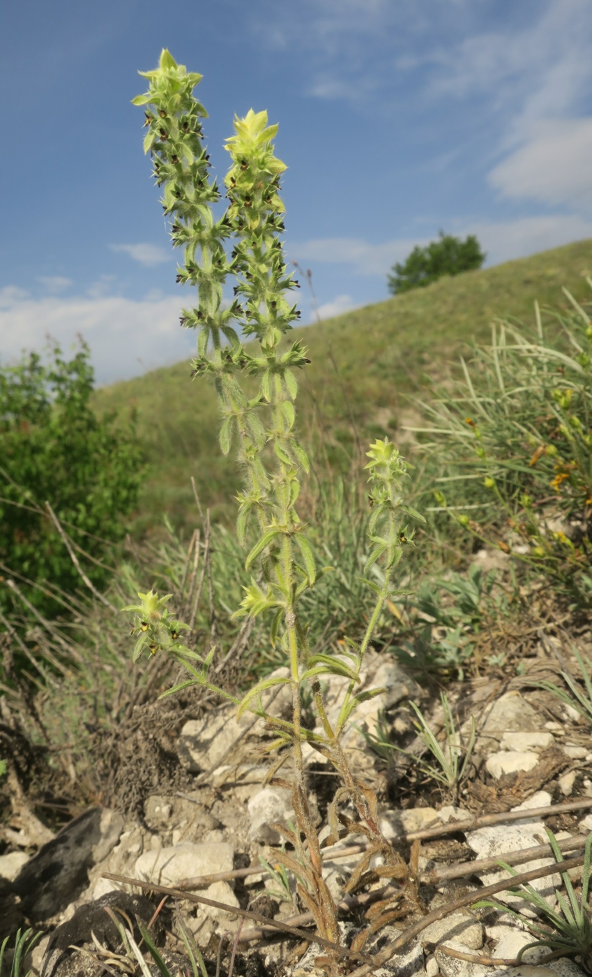 Image of Sideritis montana specimen.