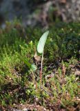 Rumex aquaticus. Молодое вегетирующее растение в вороничном березняке на берегу Кольского залива. Мурманская обл., окр. пос. Росляково, берег Кольского залива. 14.06.2020.