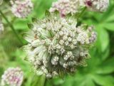 Astrantia major. Соплодие. Беларусь, Минская обл., Минский р-н, Щомыслицкий сельский совет, ботанический памятник природы республиканского значения \"Дубрава\", поляна. 15.07.2020.