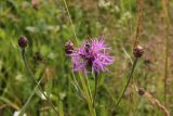 Centaurea jacea