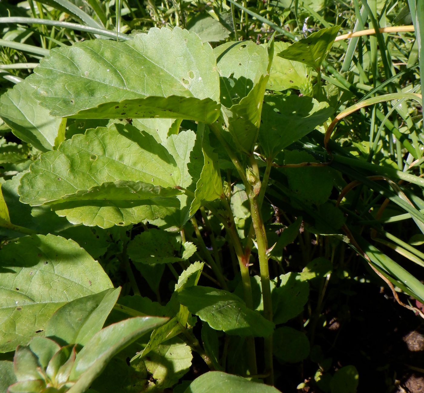 Изображение особи Malope trifida.