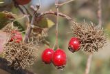 Crataegus turkestanica