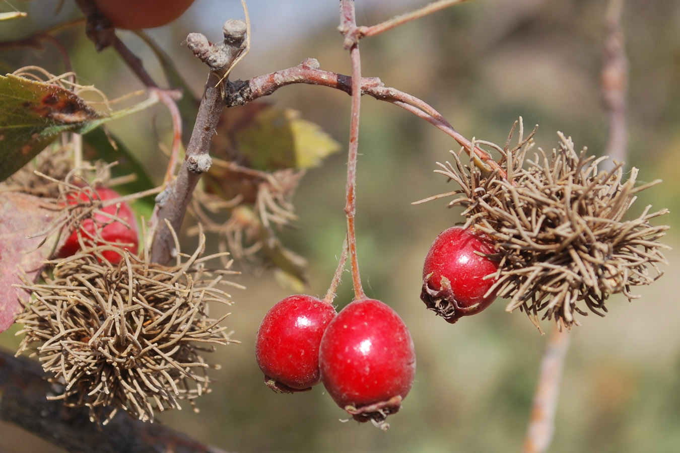 Изображение особи Crataegus turkestanica.