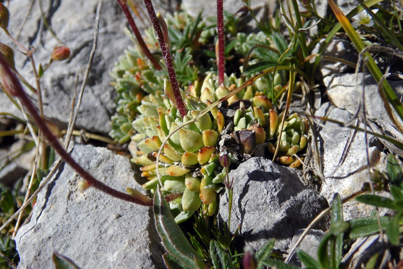 Изображение особи Saxifraga cartilaginea.