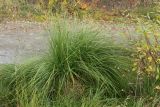 Carex juncella