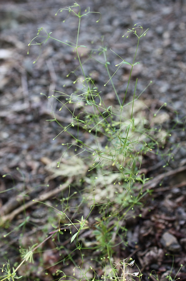 Изображение особи Galium tenuissimum.