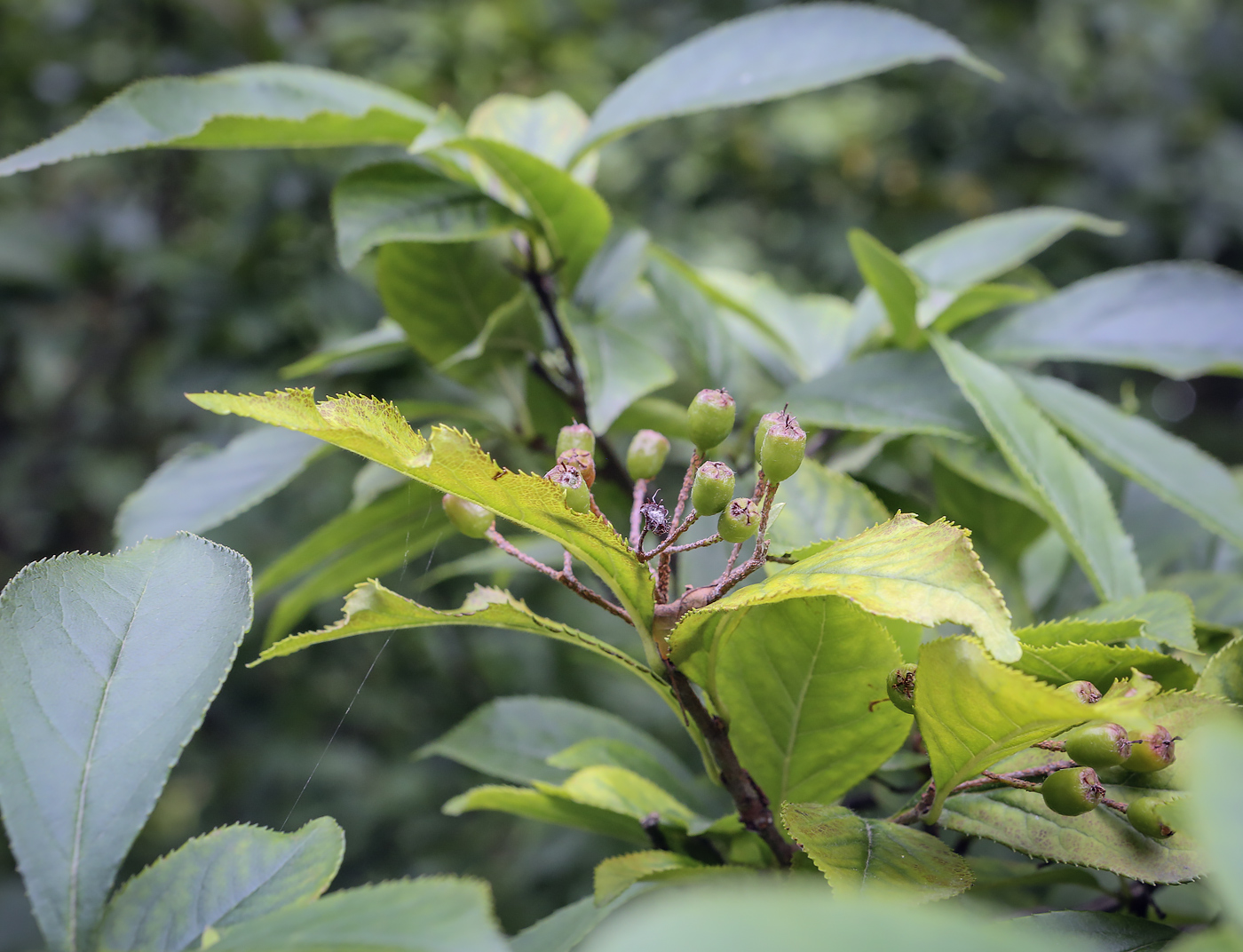 Image of Photinia villosa specimen.