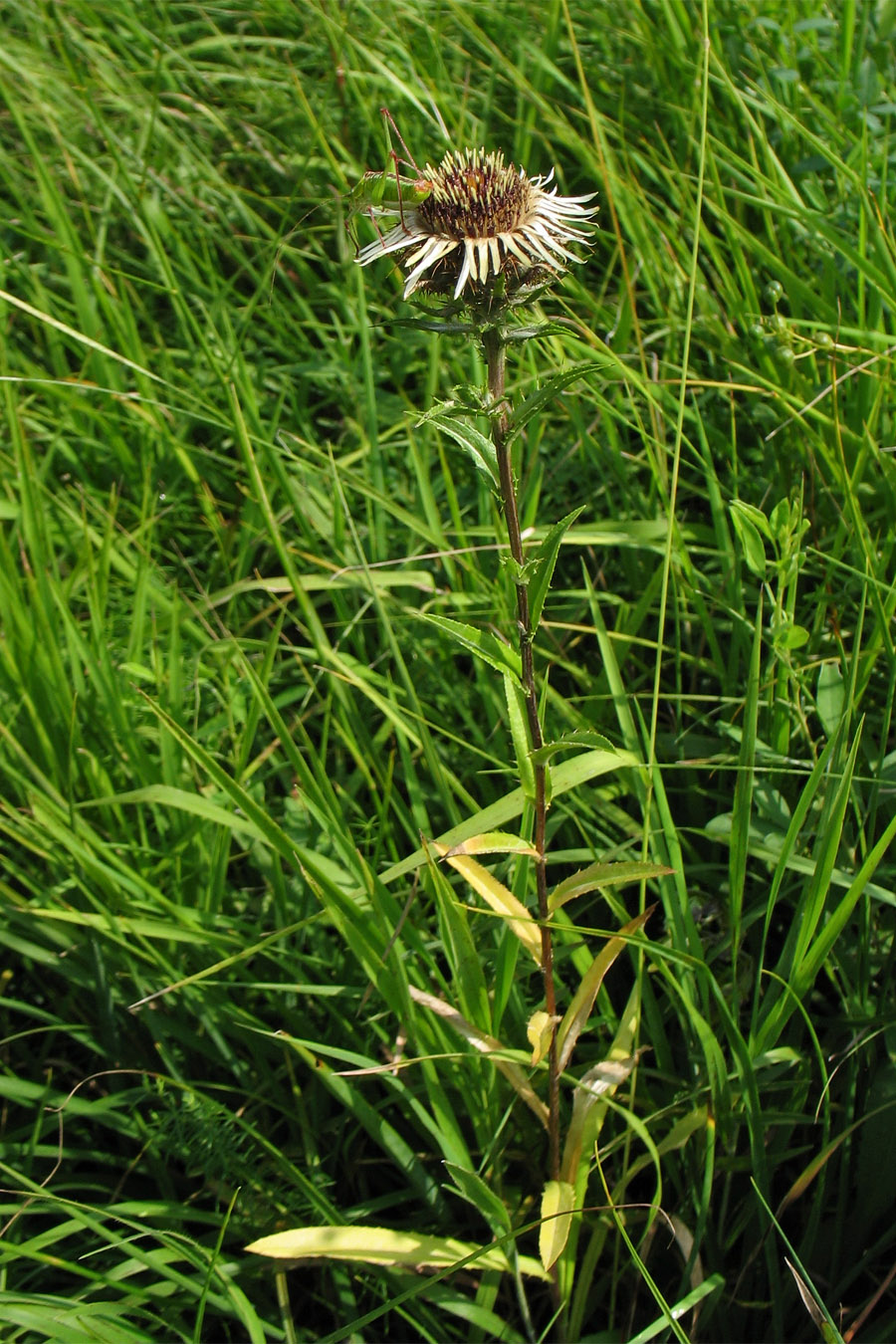 Image of Carlina intermedia specimen.