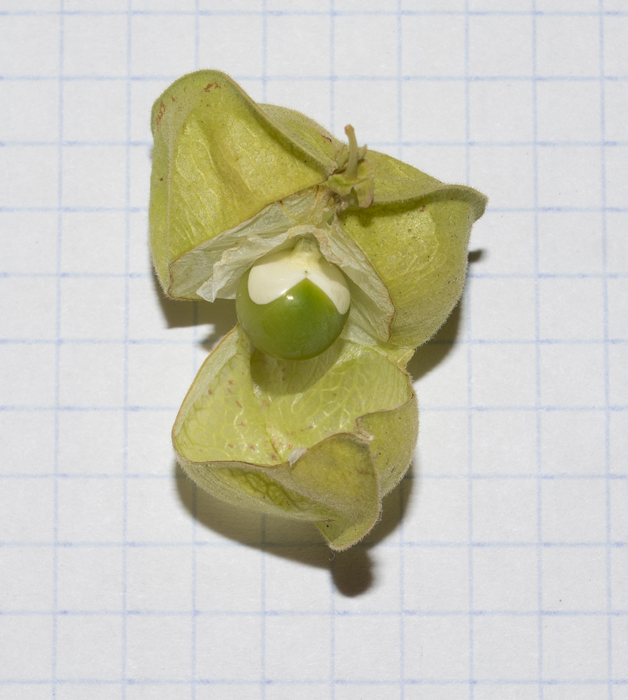 Image of Cardiospermum halicacabum specimen.