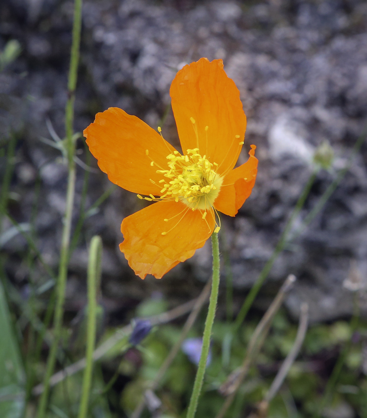 Изображение особи род Papaver.