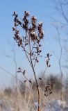 Hypericum perforatum. Верхушка заиндевевшего плодоносящего растения. Пермский край, пос. Юго-Камский, разнотравный луг. 28 ноября 2020 г.