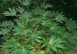 Fatsia japonica