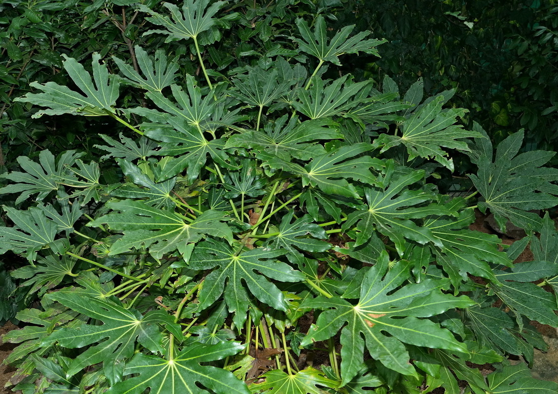 Image of Fatsia japonica specimen.