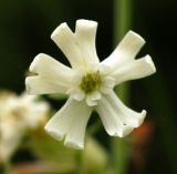 Image of taxon representative. Author is Алексей Чернышев