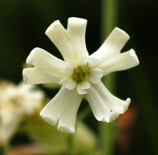 Image of Silene amoena specimen.