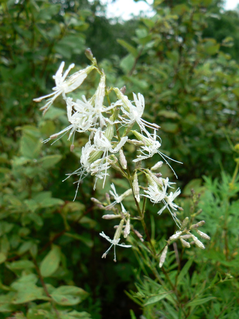 Image of Silene foliosa specimen.