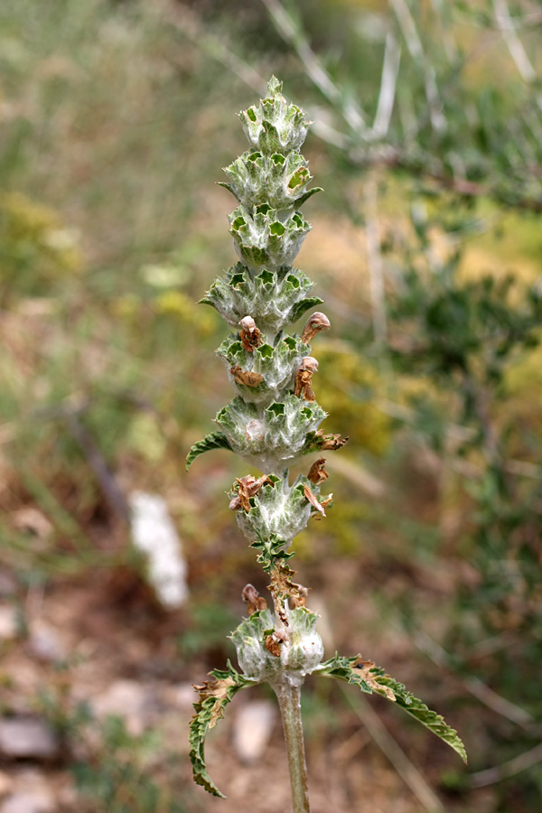 Изображение особи Phlomoides speciosa.