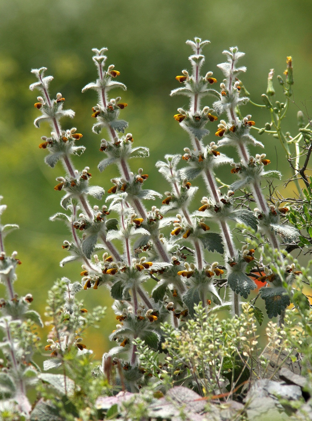 Image of Paraeremostachys karatavica specimen.