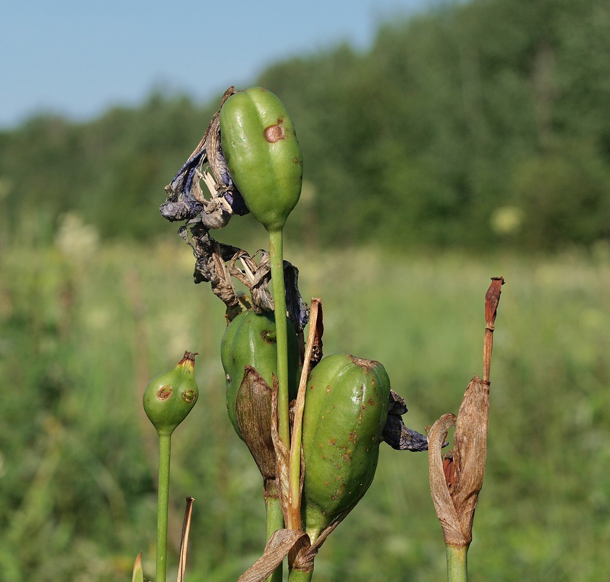 Image of Iris sibirica specimen.