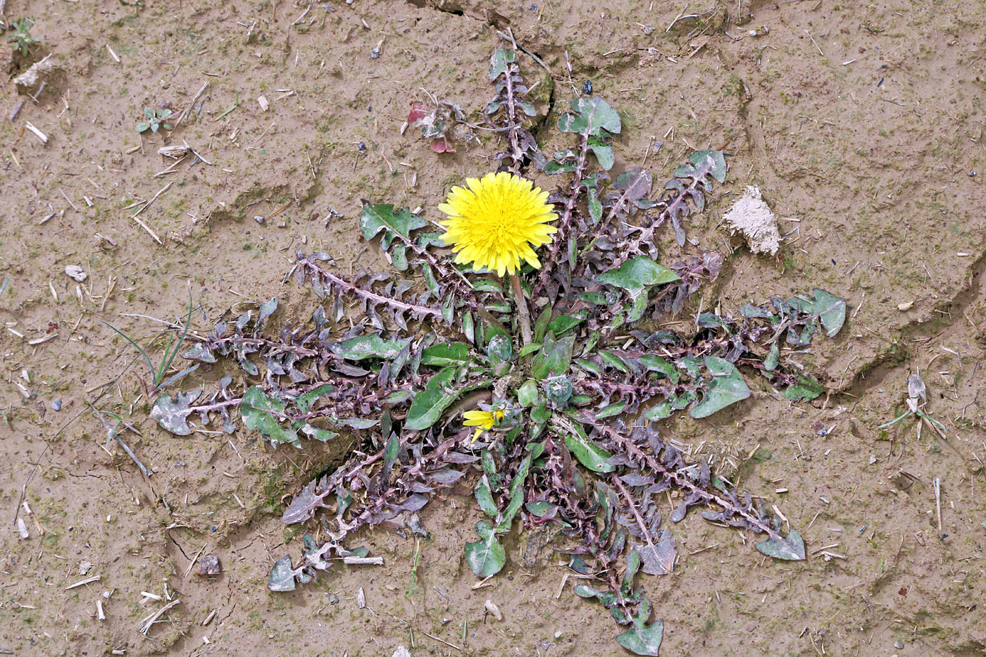 Изображение особи Taraxacum juzepczukii.