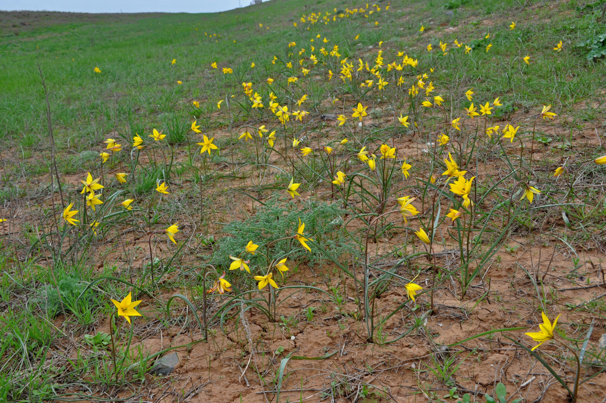 Изображение особи Tulipa biebersteiniana.