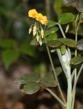 genus Oxalis
