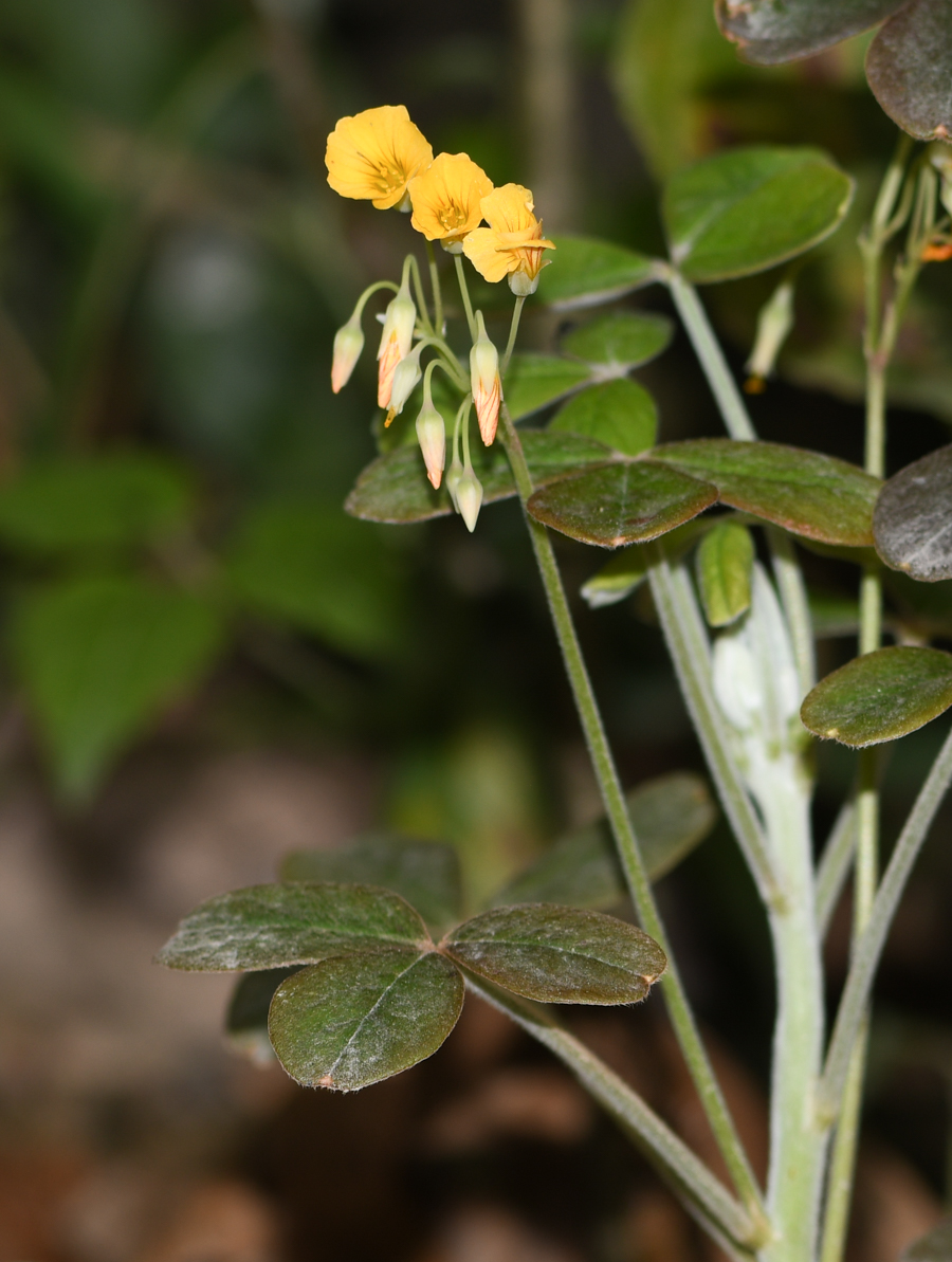Image of genus Oxalis specimen.