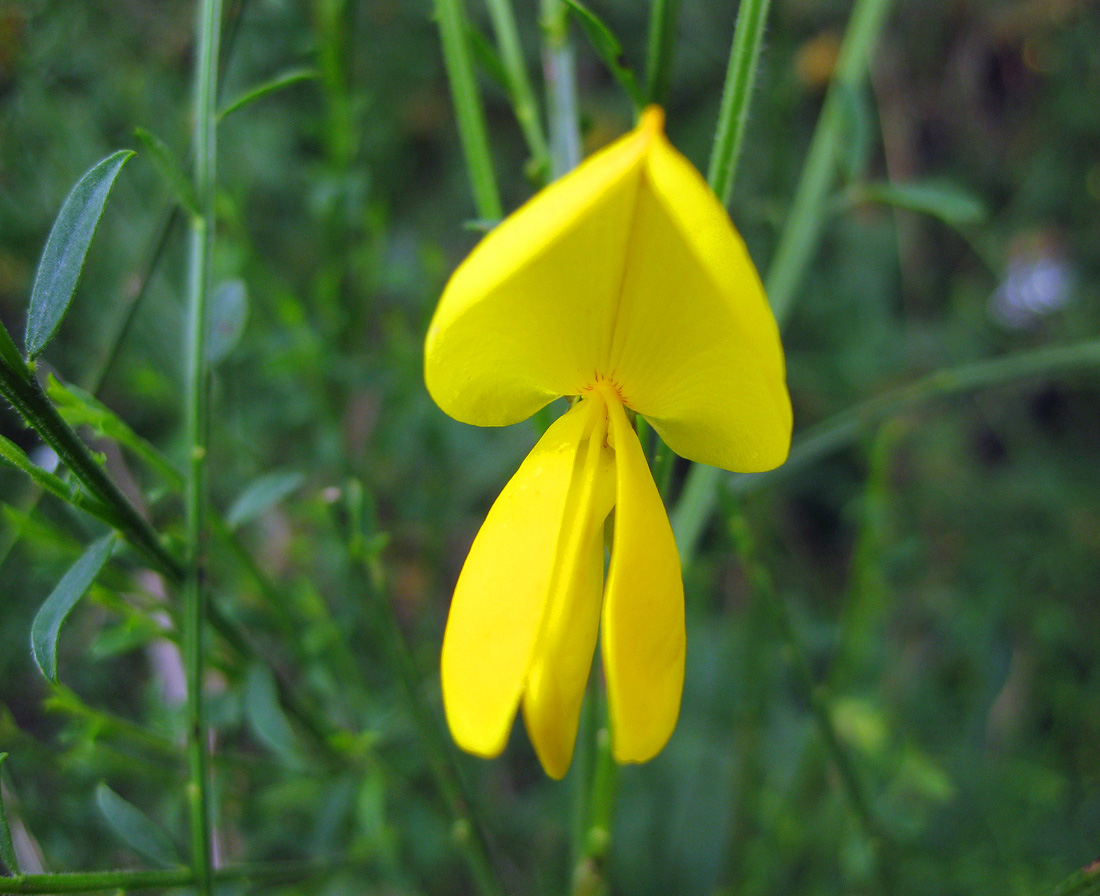 Изображение особи Sarothamnus scoparius.