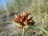 Cyperus capitatus