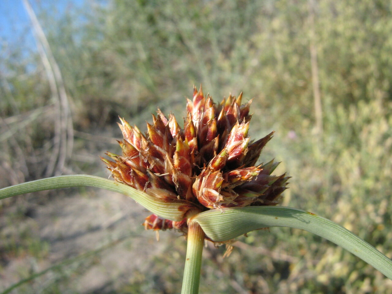 Изображение особи Cyperus capitatus.