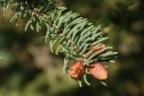 Picea glauca. Верхушка побега с просыпающимися почками. Ленинградская обл., окр. пос. Дубки, дачный участок, в культуре. 16.05.2021.