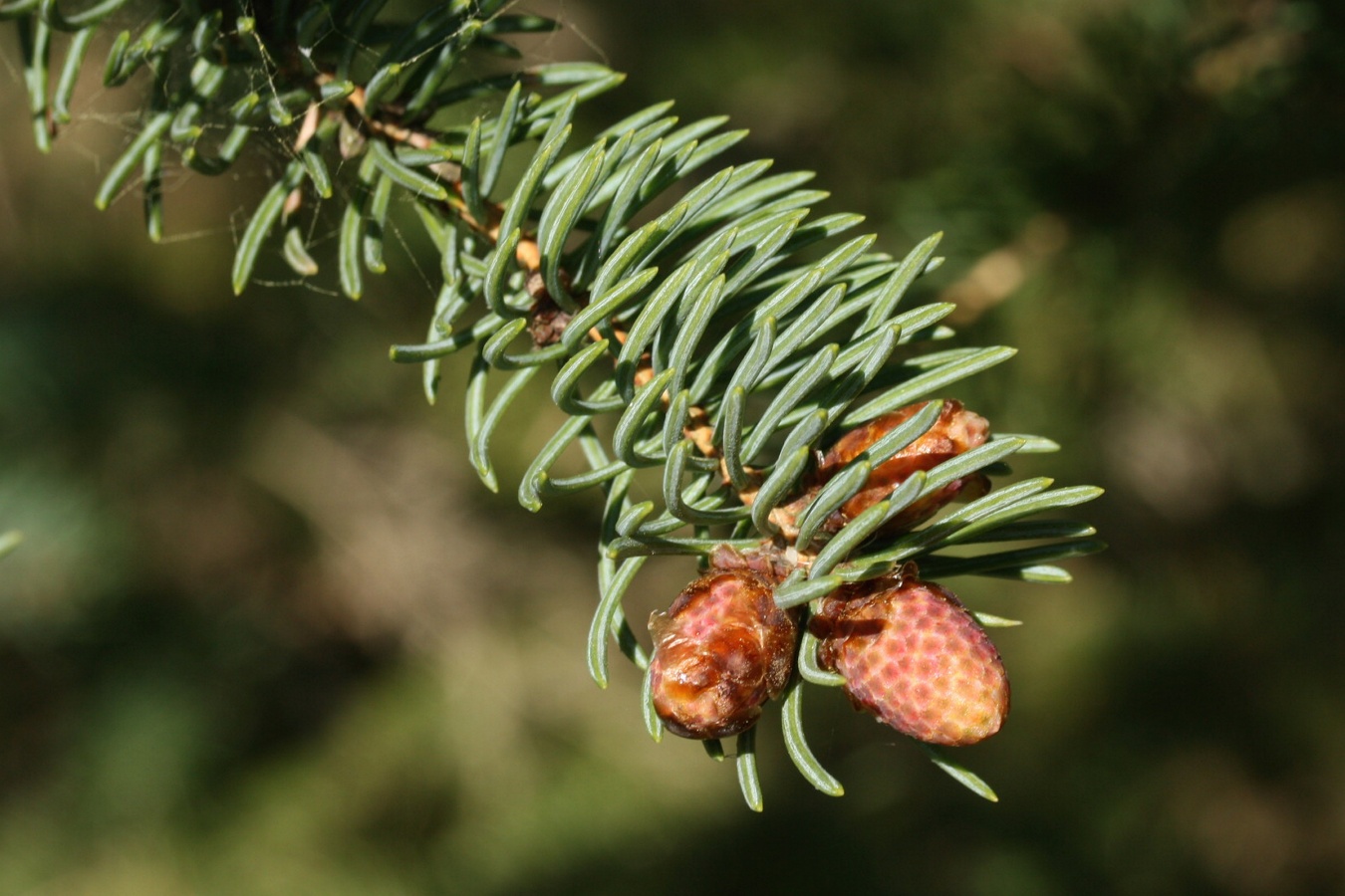 Изображение особи Picea glauca.