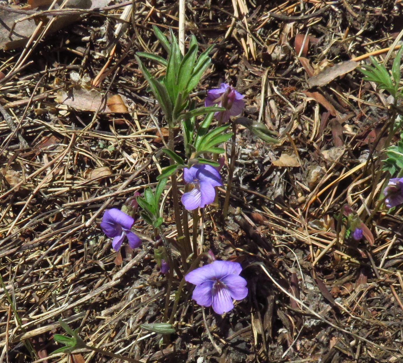 Изображение особи Viola milanae.