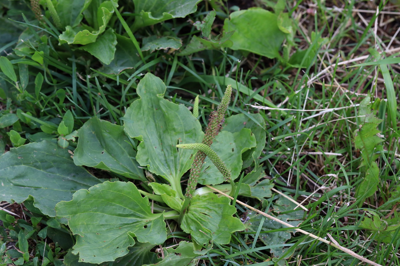 Изображение особи Plantago major.