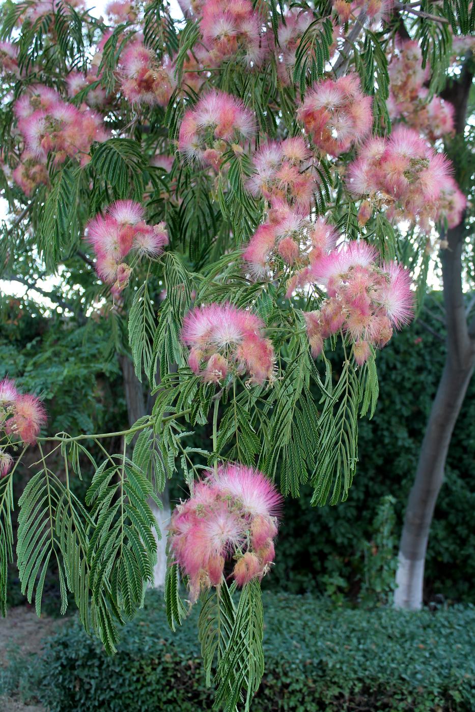 Image of Albizia julibrissin specimen.