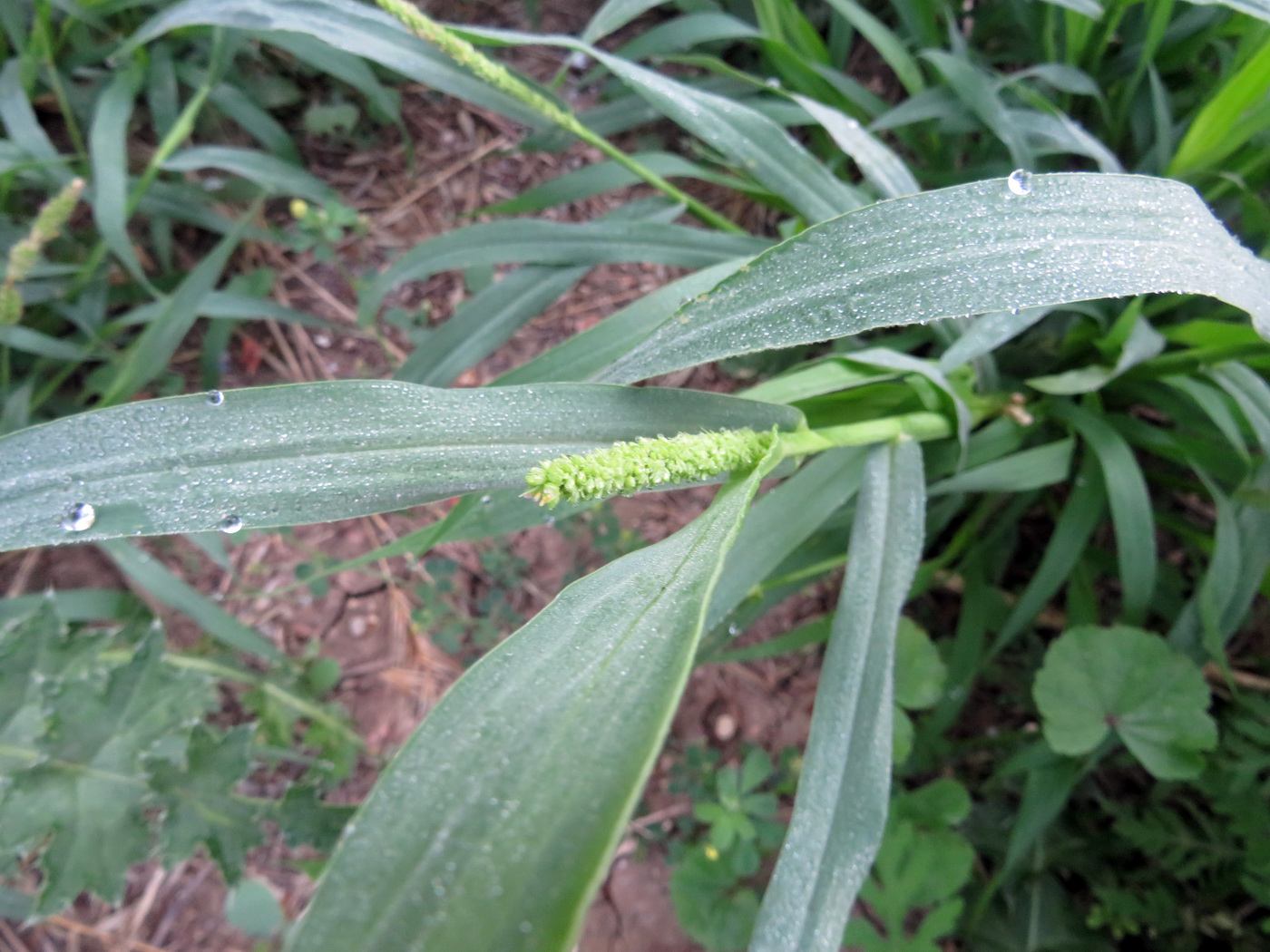 Изображение особи Setaria verticillata.