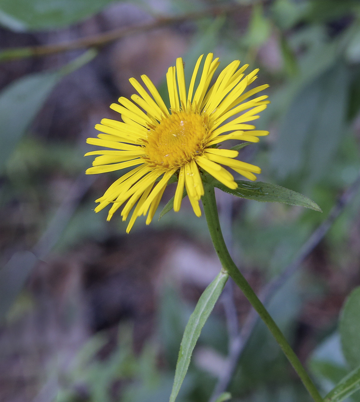 Изображение особи Inula salicina.