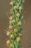 Veronica pinnata