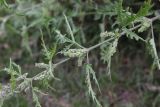 Urtica cannabina